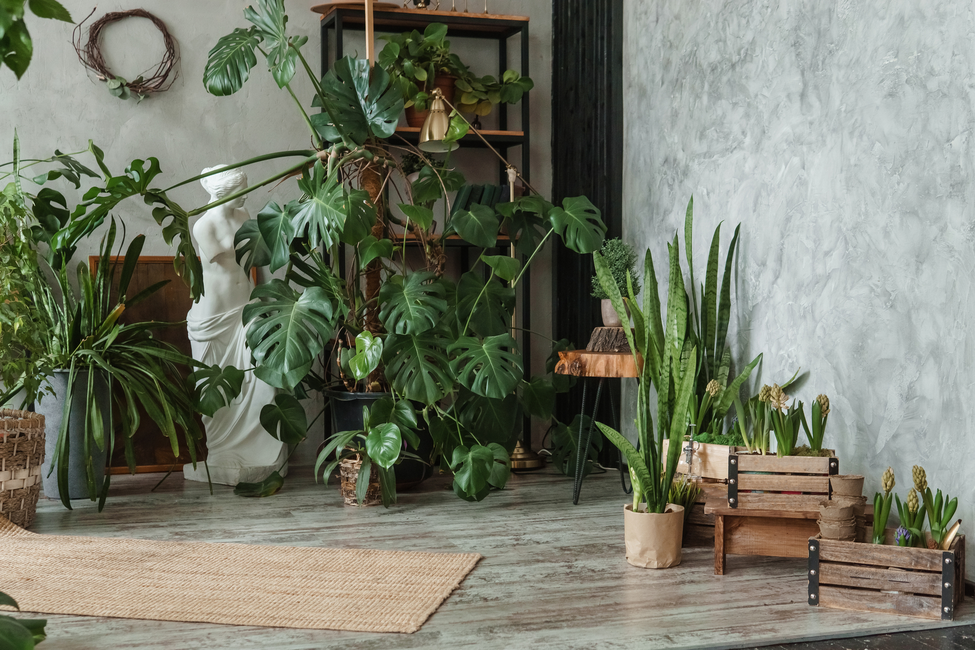 Indoor plants